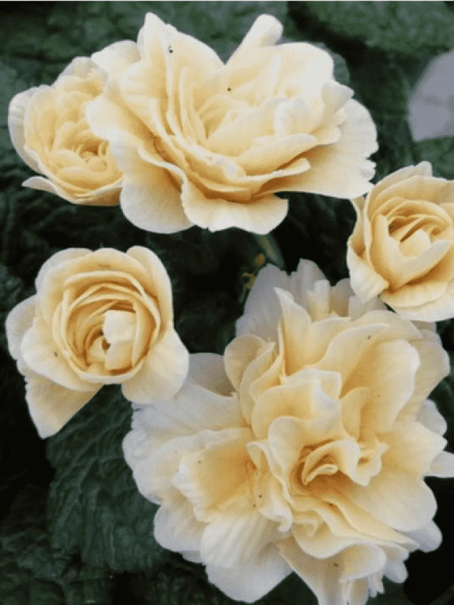 Примула обыкновенная Guemsey Cream