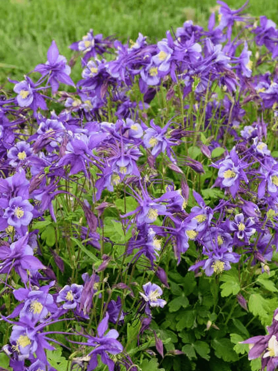 Аквилегия обыкновенная Early Bird Purple Blue