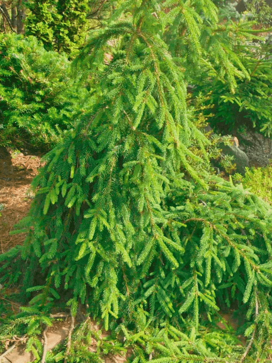 Ель обыкновенная Loreley