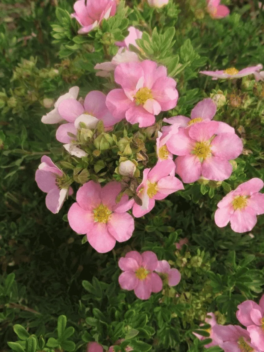 Лапчатка кустарниковая Lovely Pink