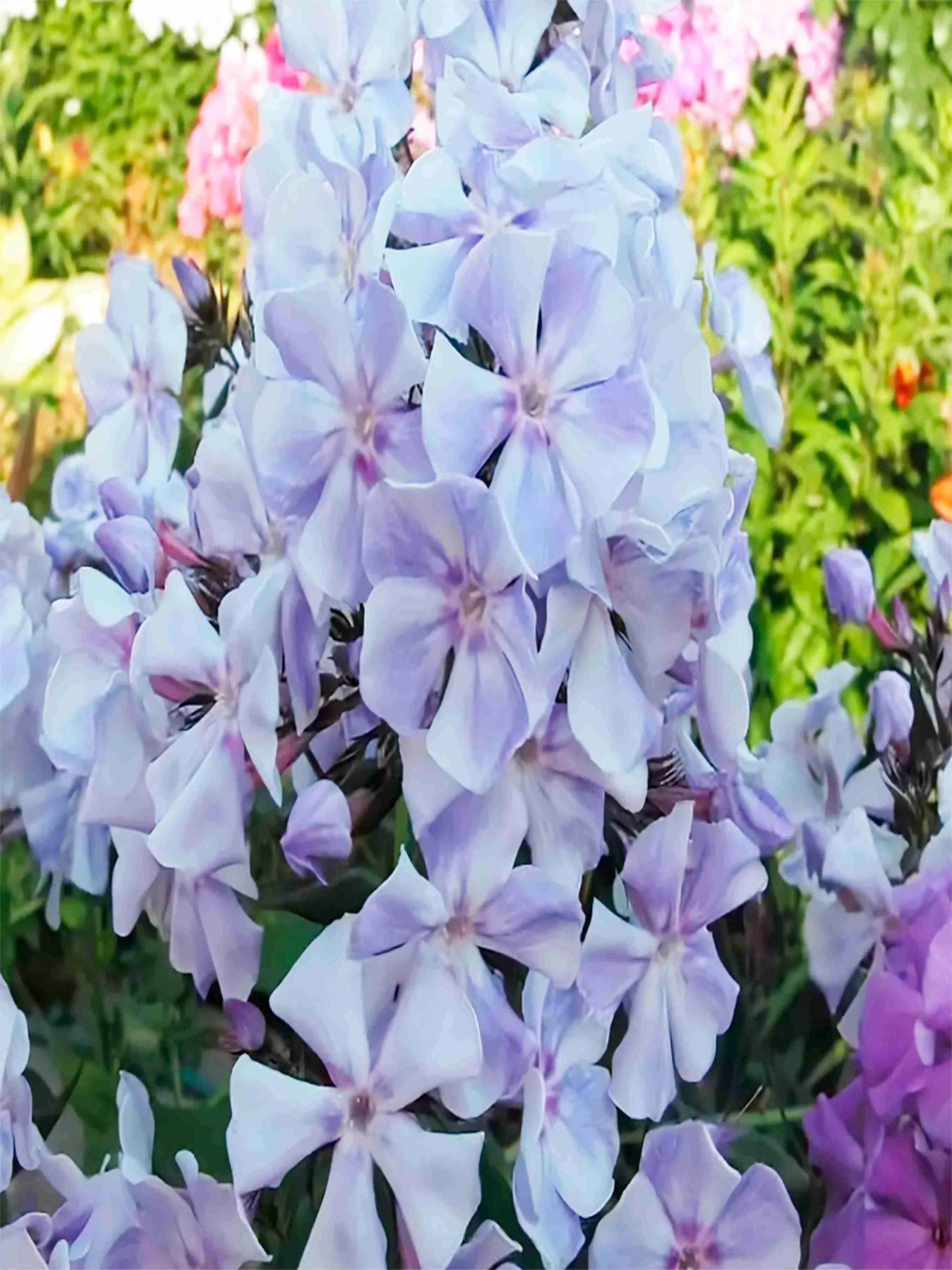 Флокс Гжель Макси