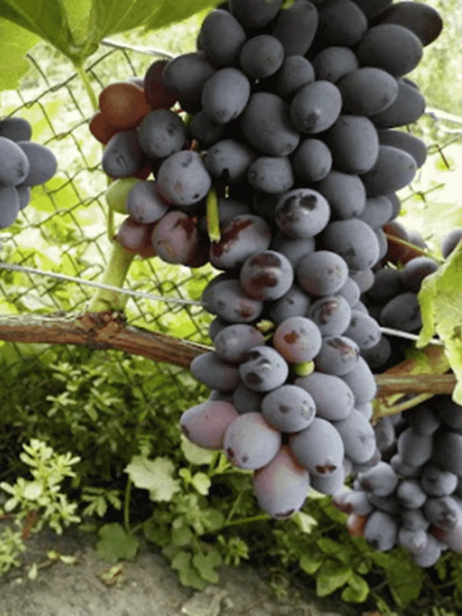 Виноград культурный Юпитер