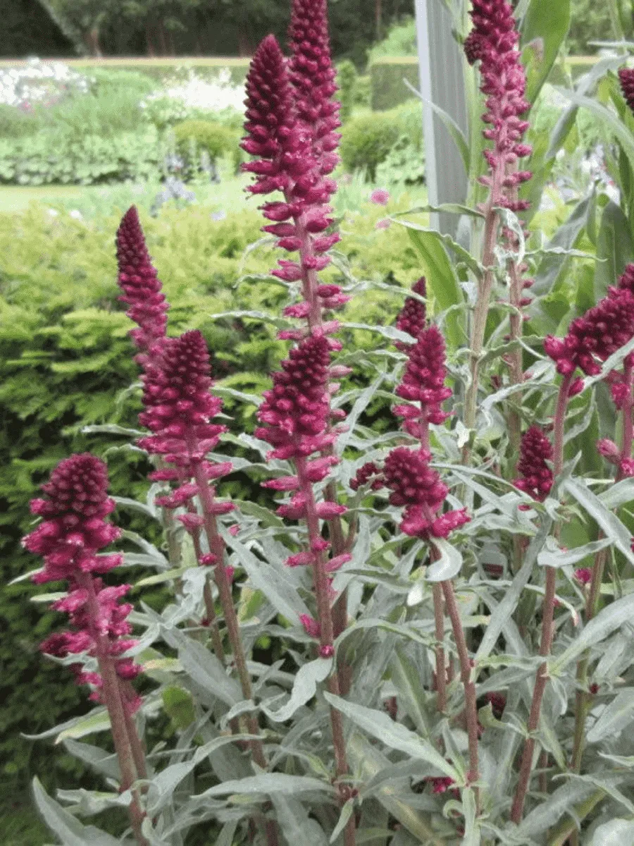 Вербейник темно-пурпурный Beaujolais