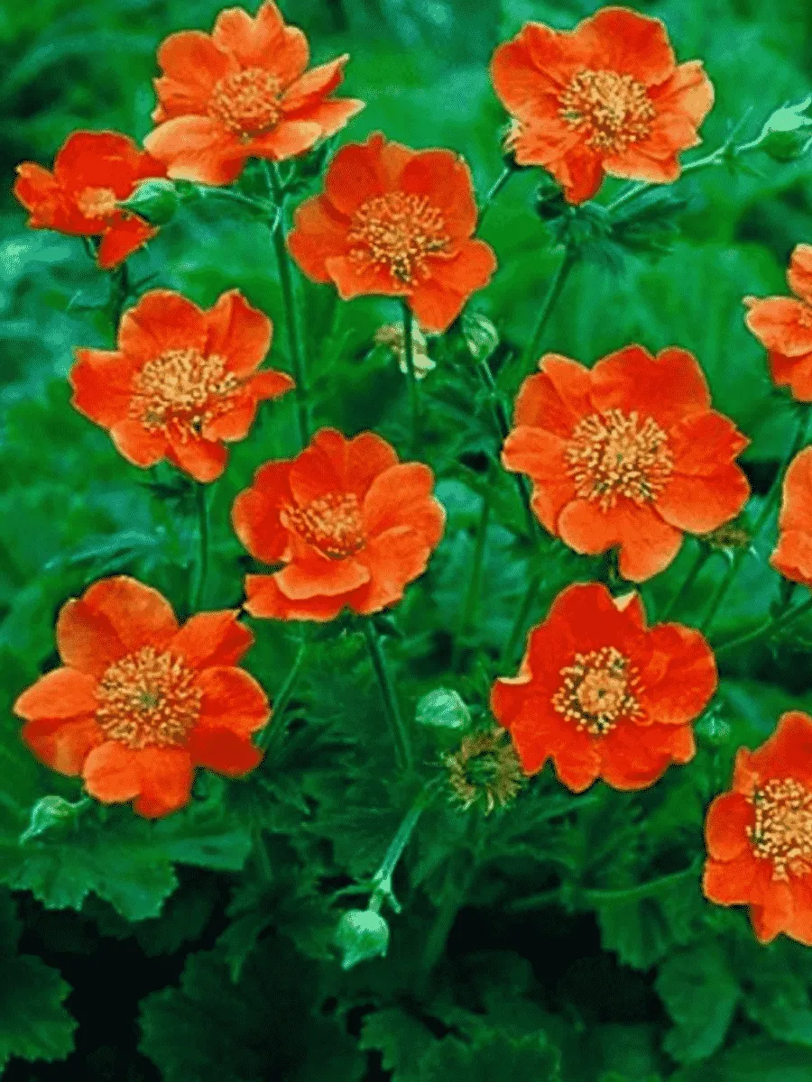 Гравилат ярко-красный Tosai