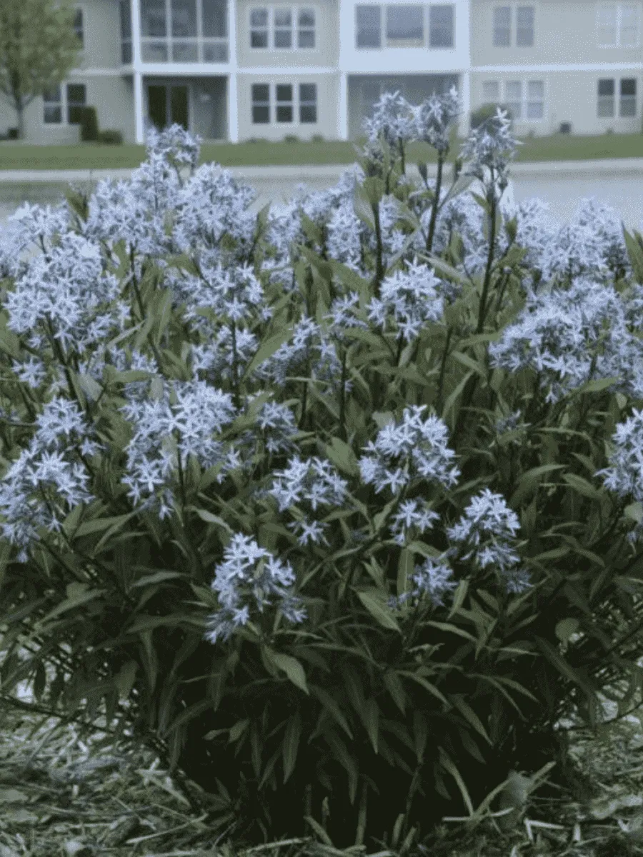 Амсония табермонтана