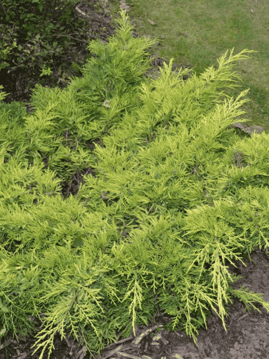 Можжевельник средний Gold Star