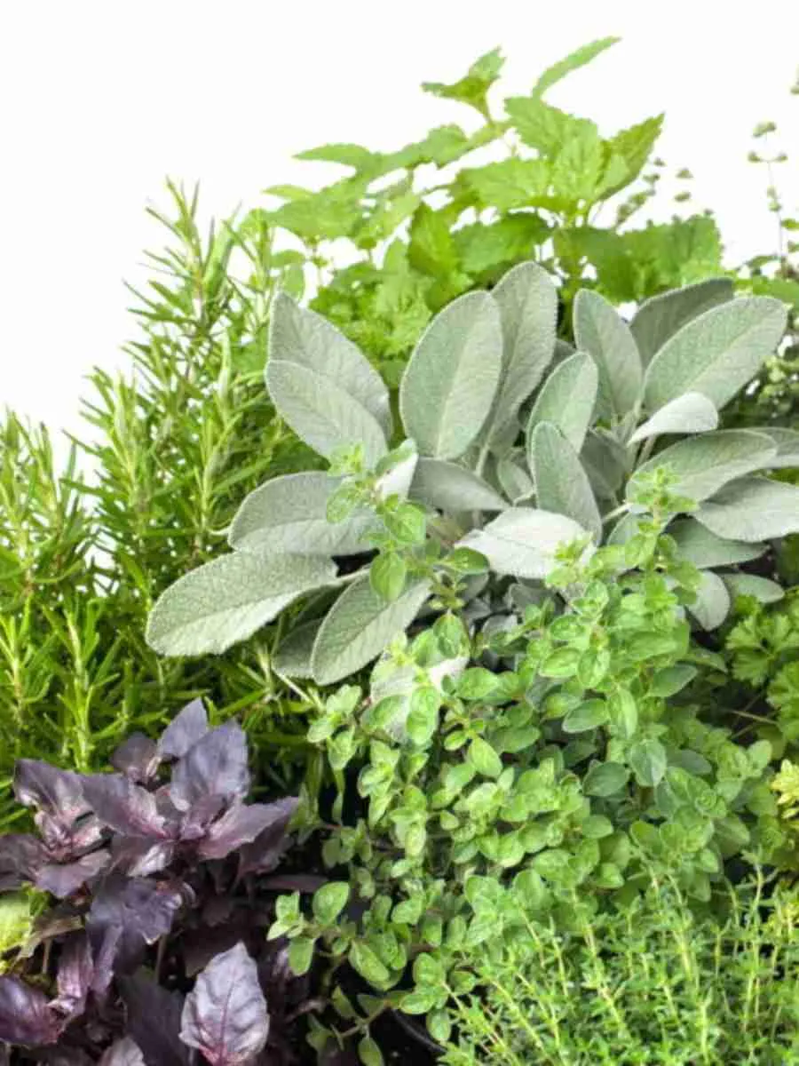 Пряные травы и лекарственные растения