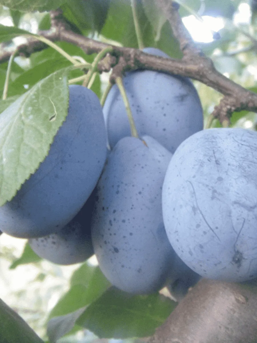 Слива Стенлей