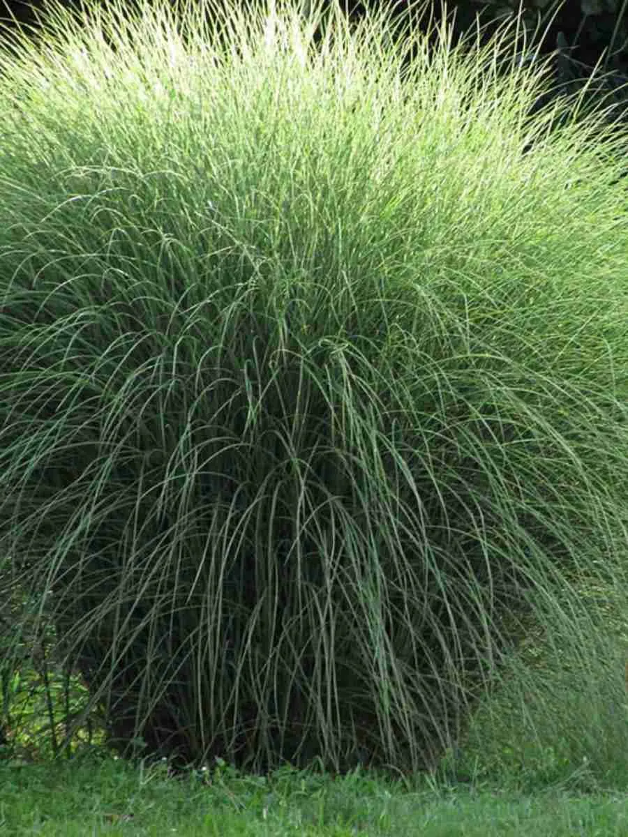 Мискантус китайский