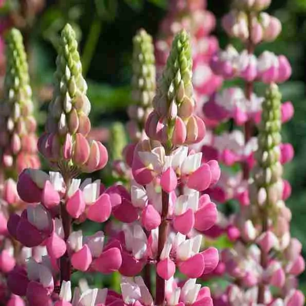 Люпин многолистный The Chatelaine