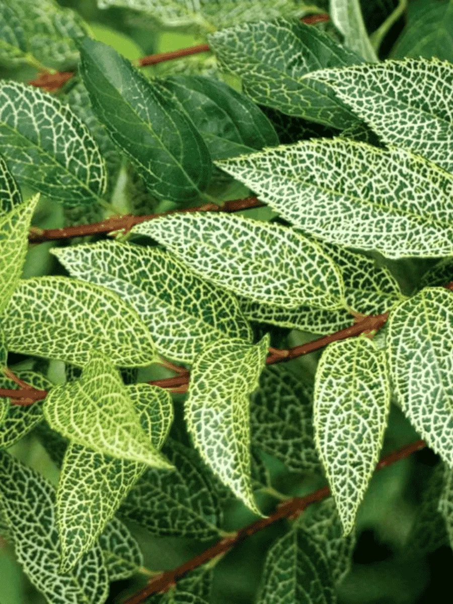 Форзиция зеленейшая Kumsom