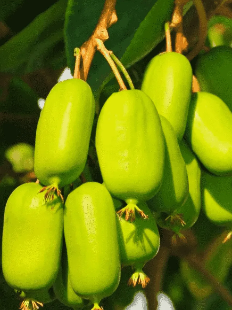 Актинидия Аргута Jumbo