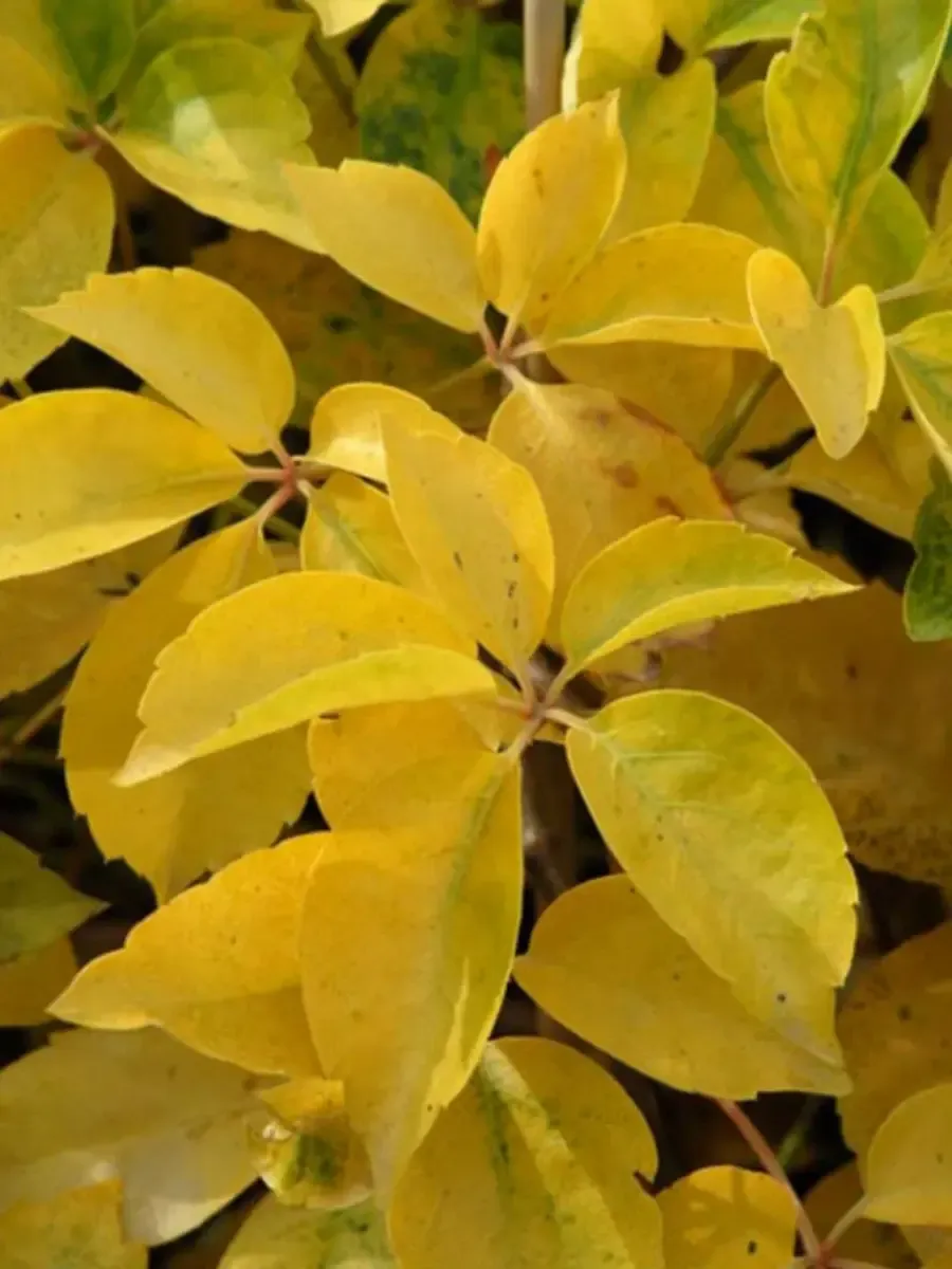 Виноград девичий Yellow Wall