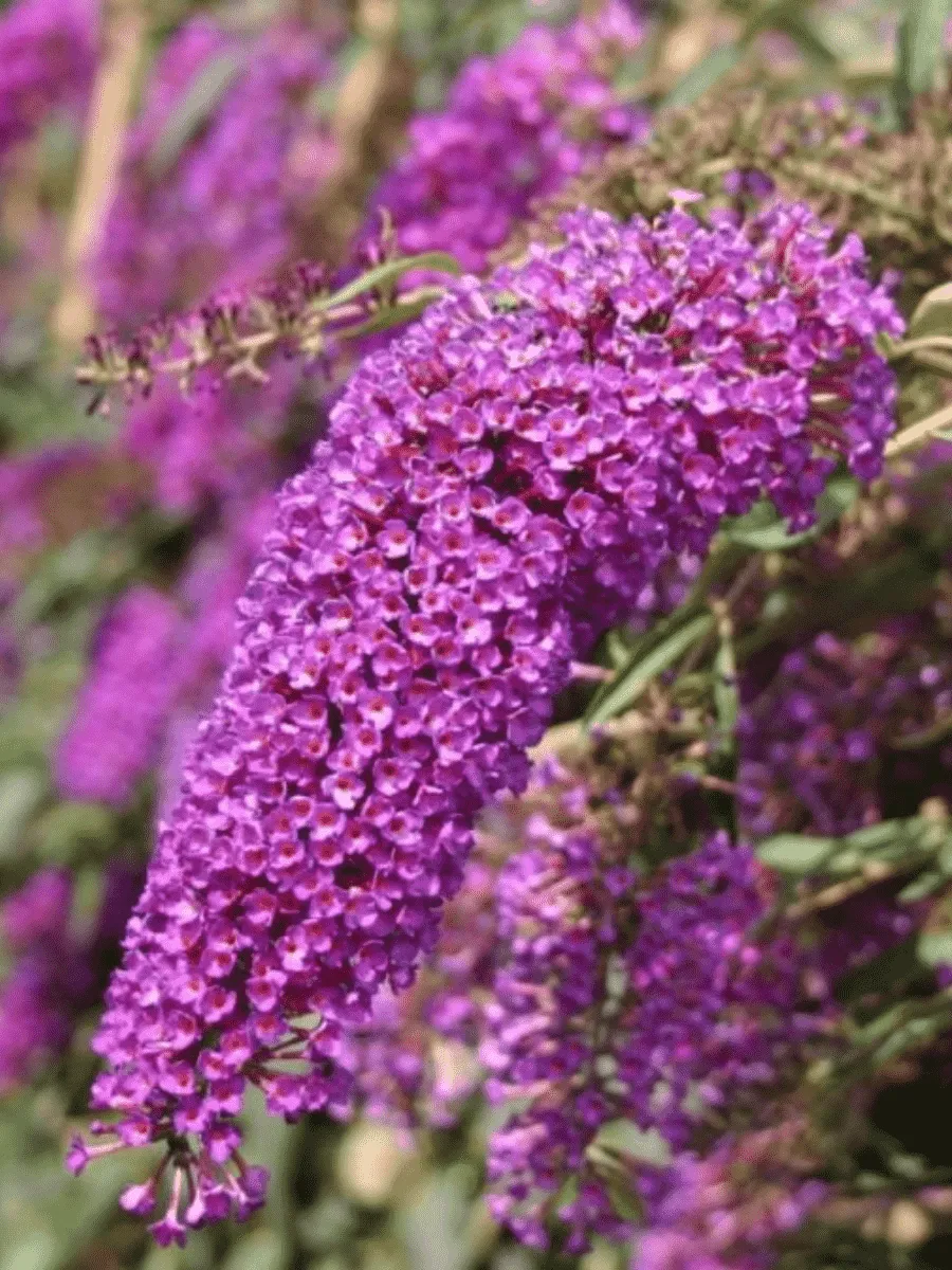 Буддлея давида Nanho Purple