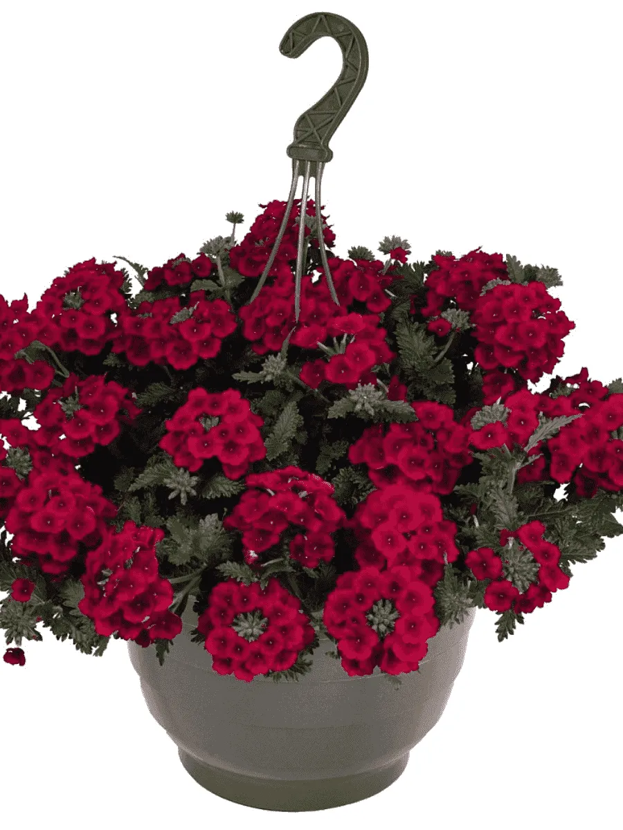 Вербена Empress Sun Red