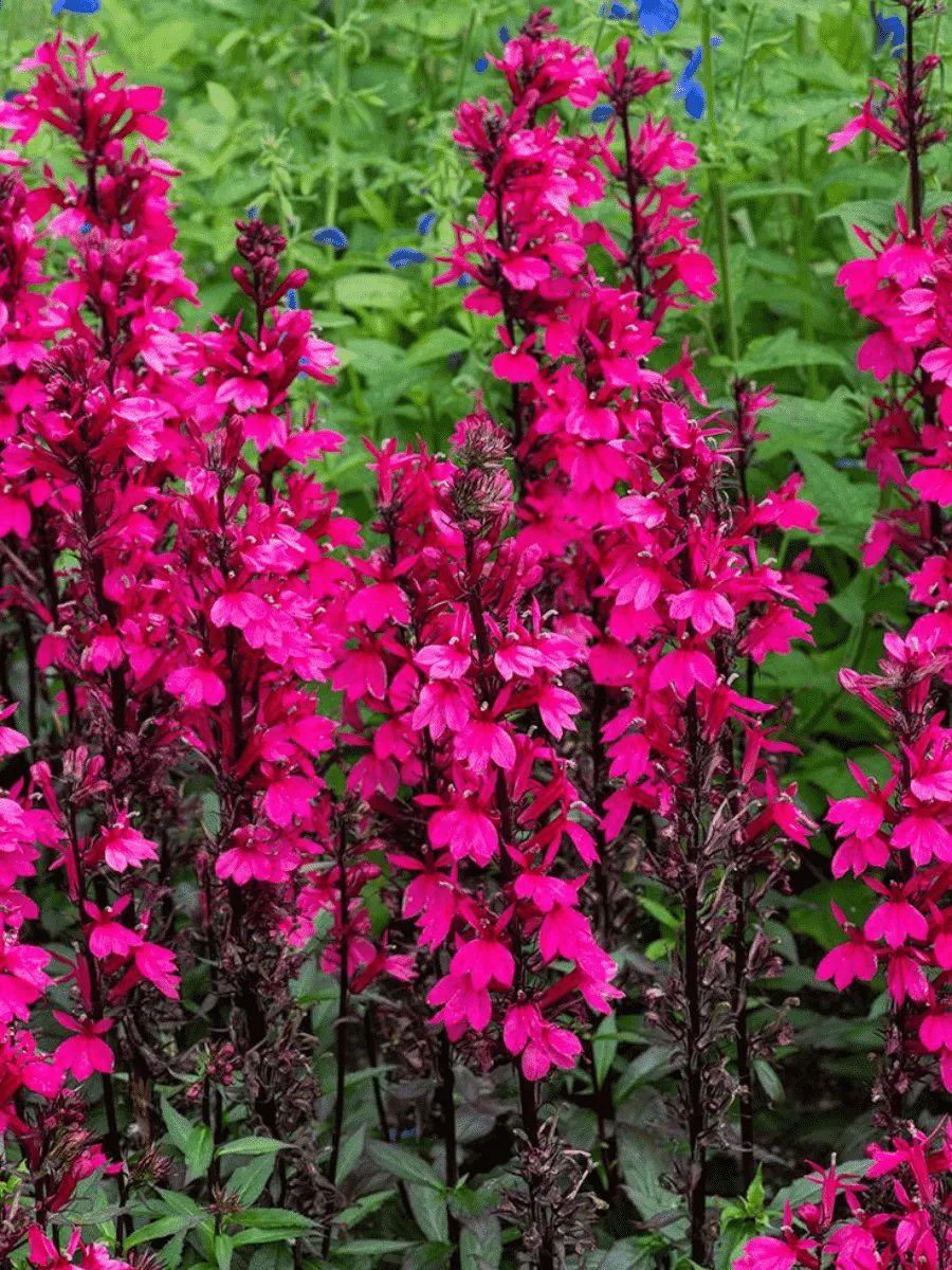 Лобелия прекрасная Starship Deep Rose