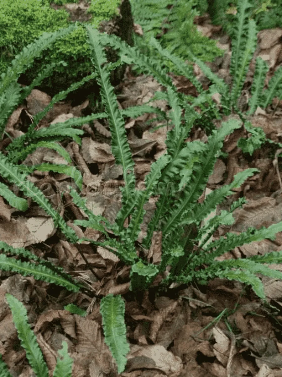 Костенец теневой Angustatum