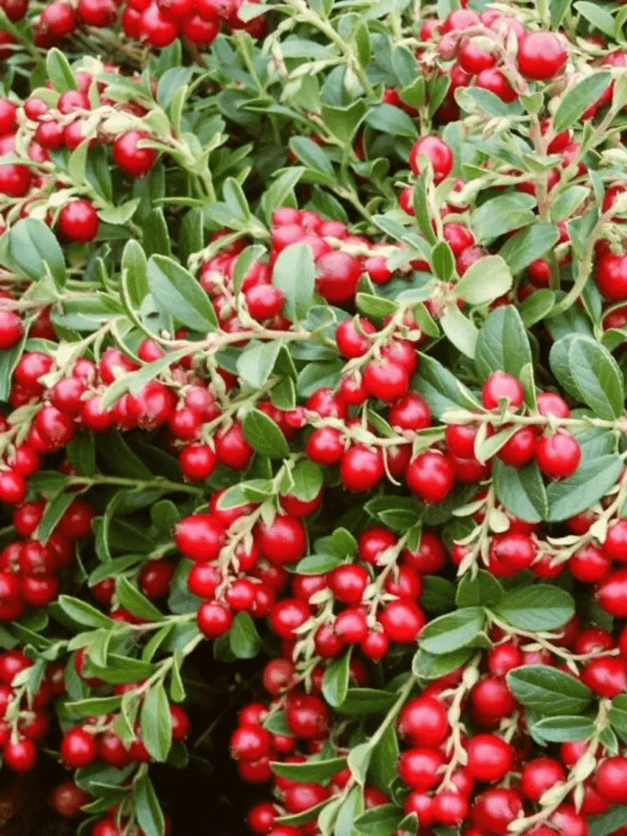 Брусника обыкновенная Koralle