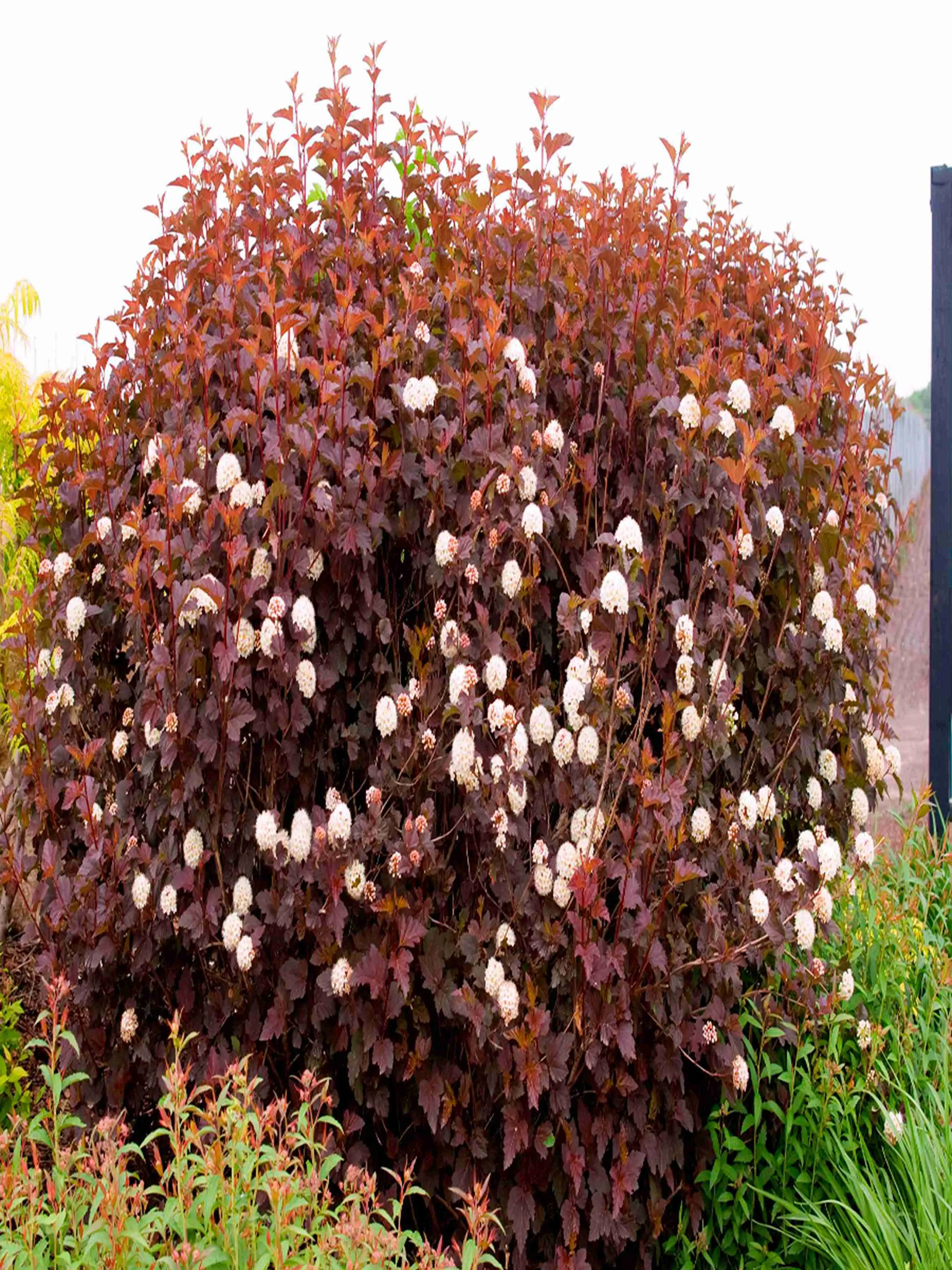 Пузыреплодник калинолистный Magical Sunrise