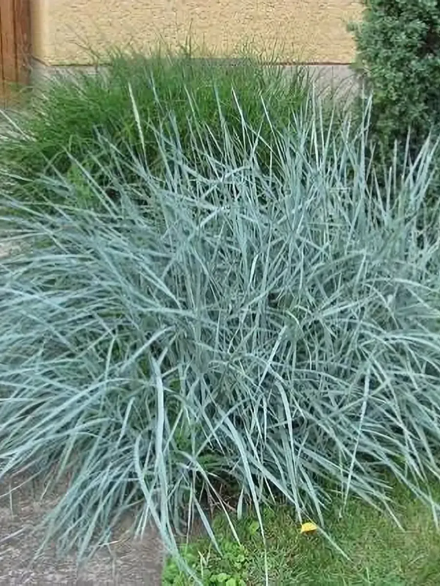 Элимус песчаный  Blue Dune