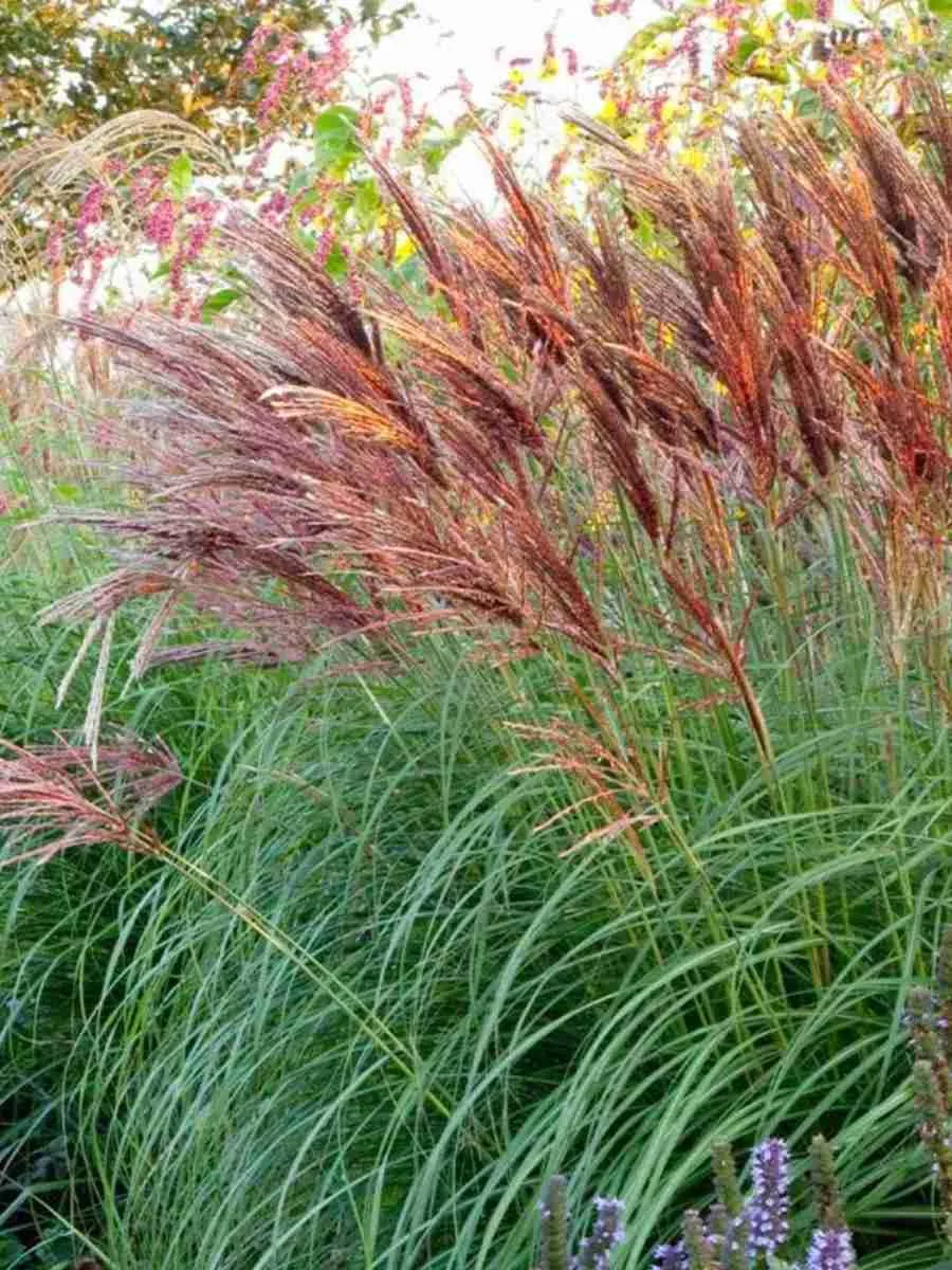 Мискантус китайский 'Red Chief'