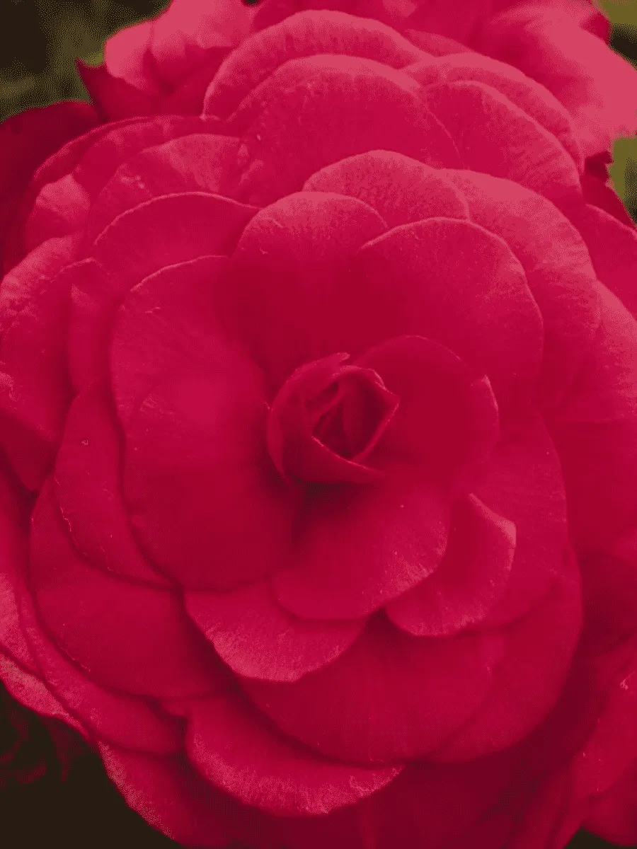 Бегония клубневая GO! Early Deep Rose