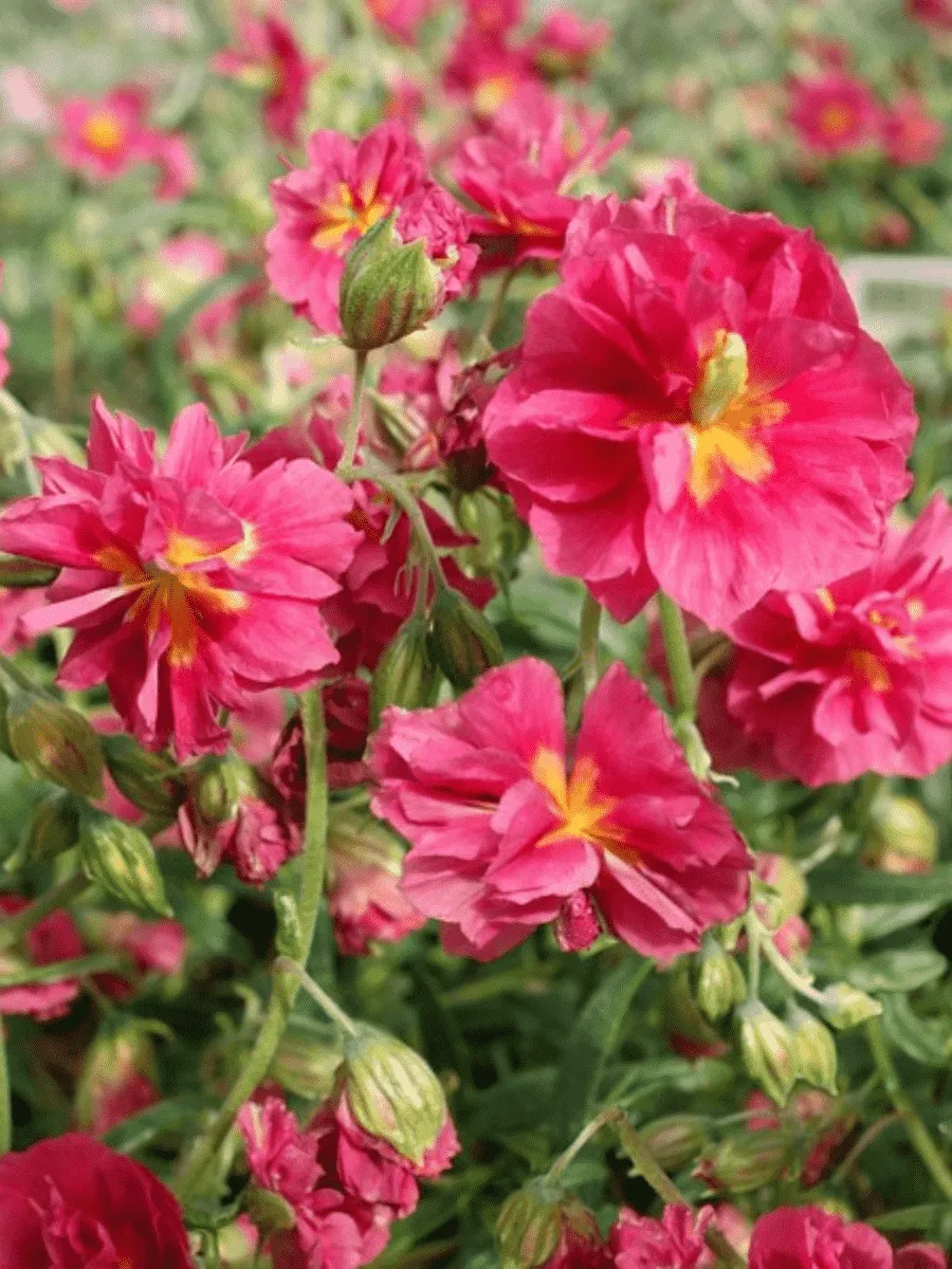 Солнцецвет монетолистный Cerise Queen