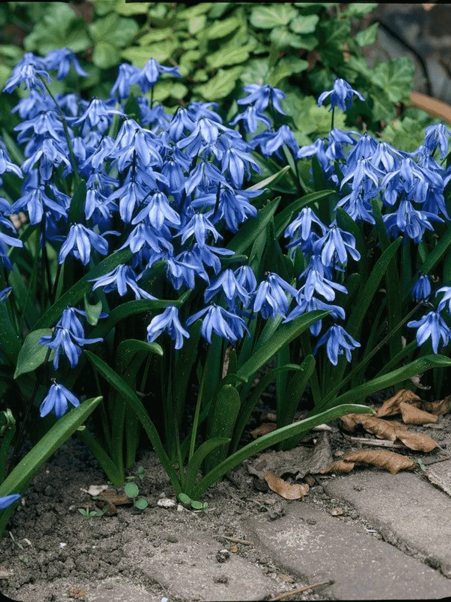 Сцилла Сибирская