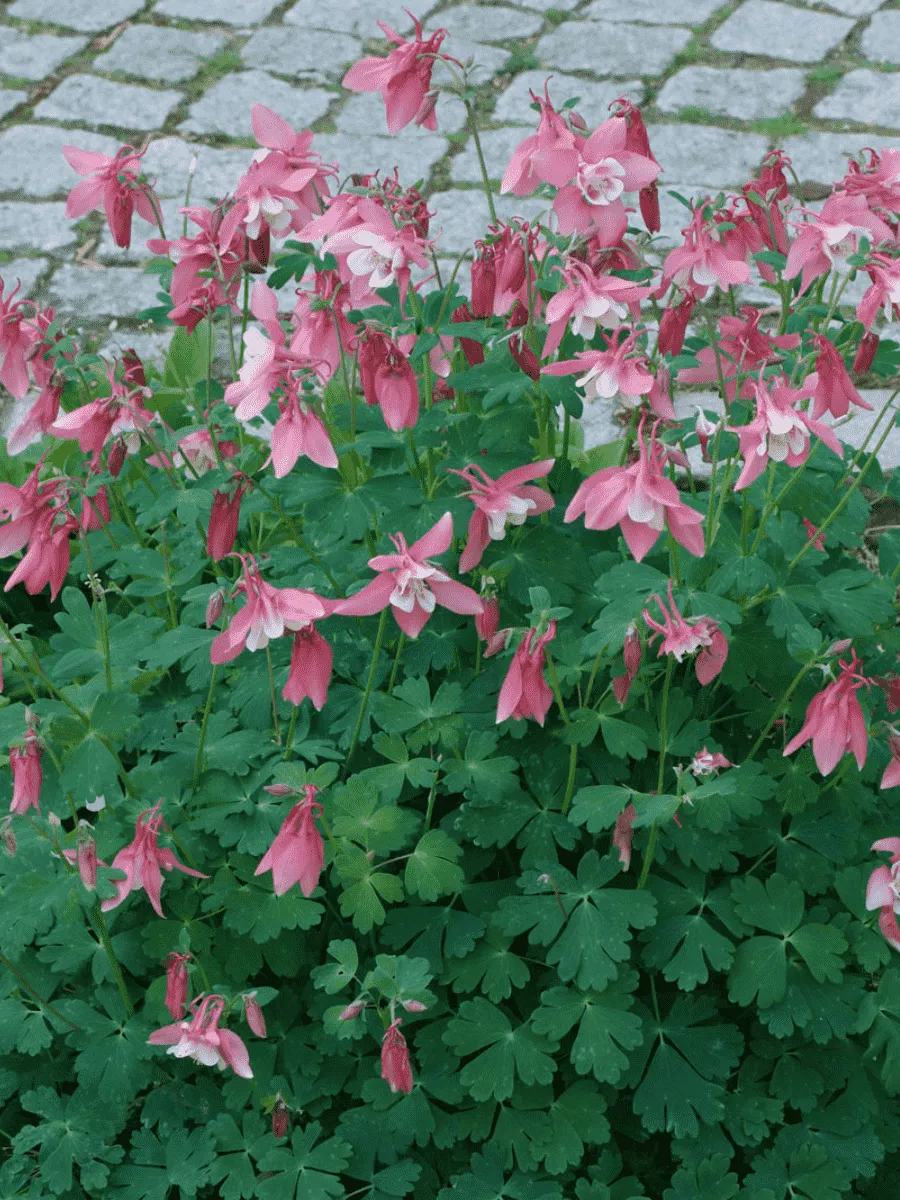 Аквилегия голубая Biedermeier