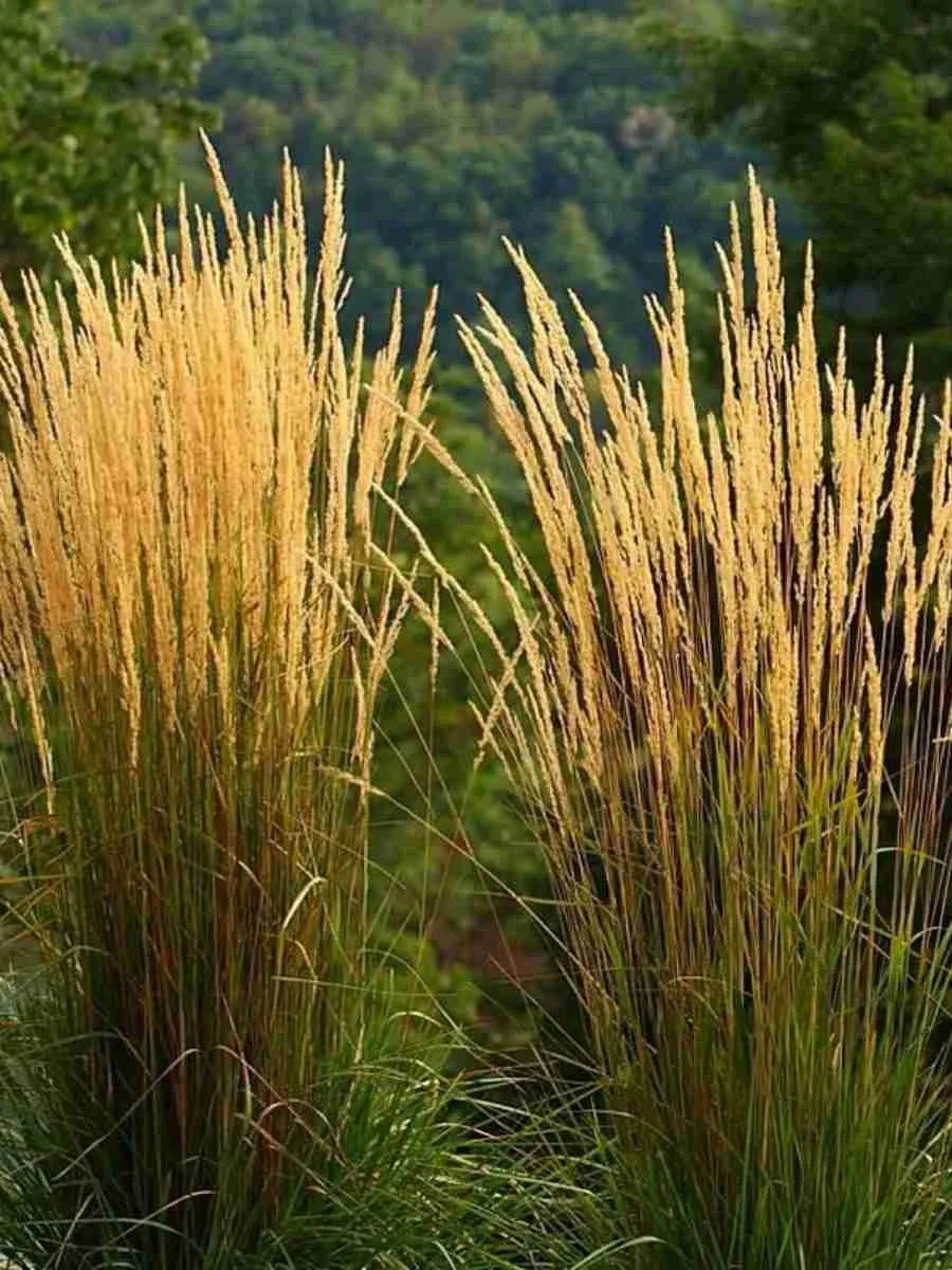 Вейник остроцветковый Karl Foerster