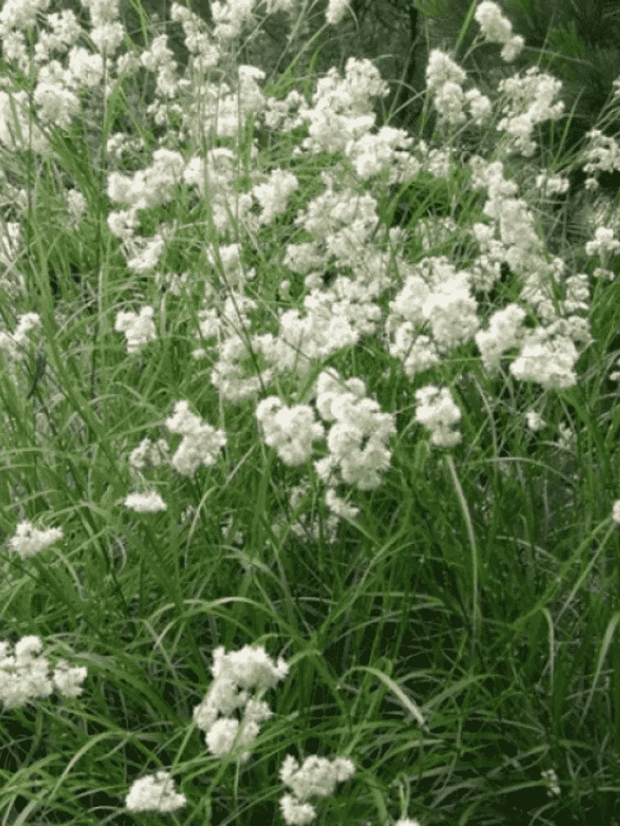 Ожика снежно-белая