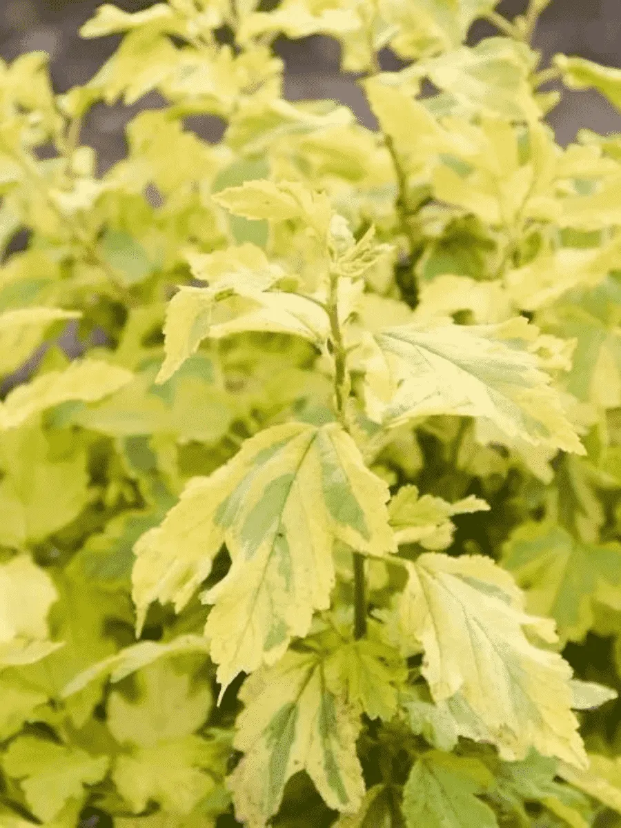 Пузыреплодник калинолистный Annys Gold