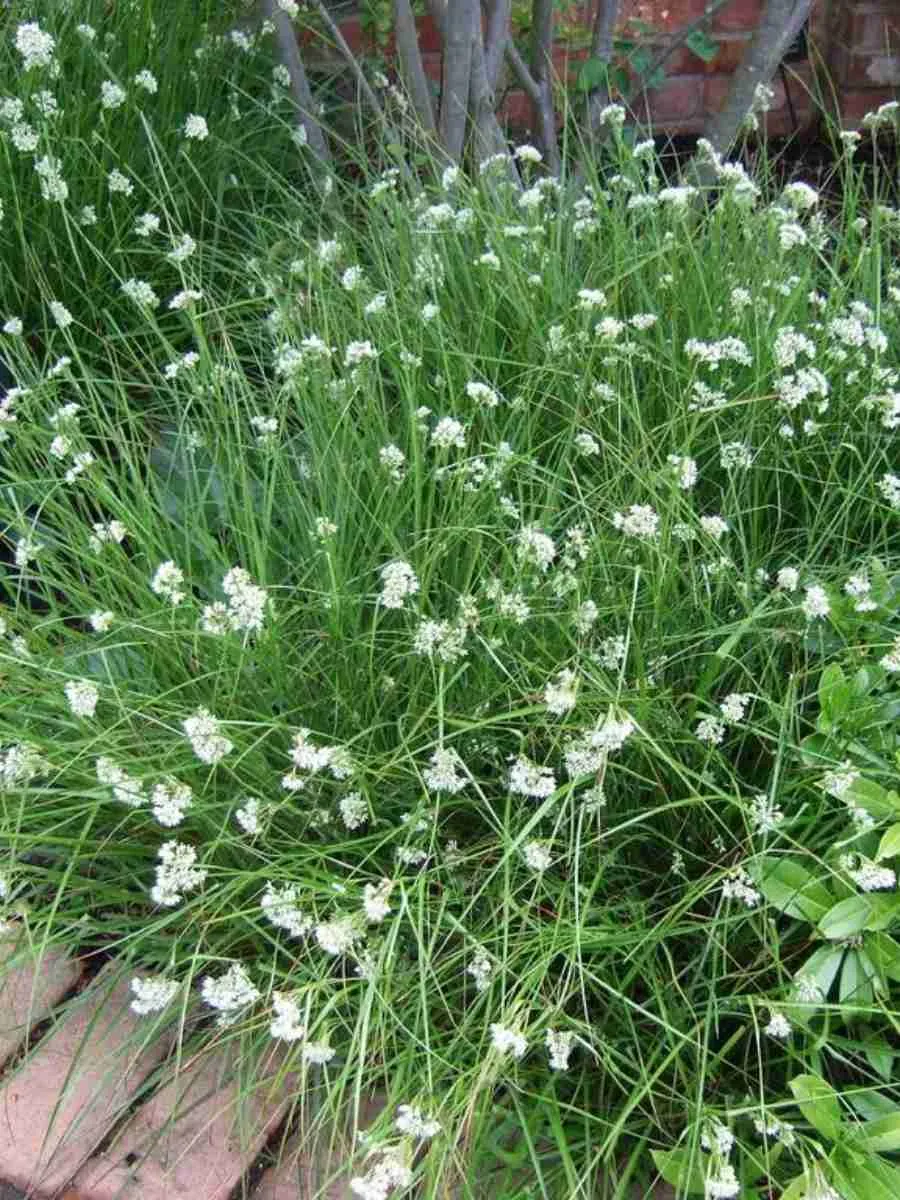 Ожика снежно-белая Lucius