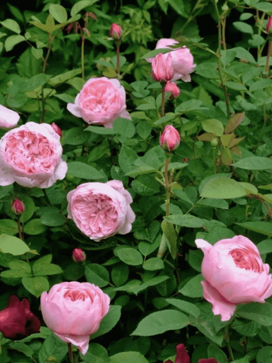 Роза Английская кустовая The Ainwick Rose