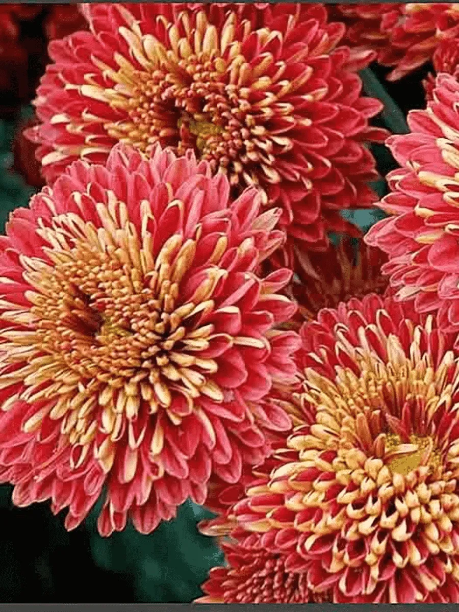 Хризантема Сударушка 2