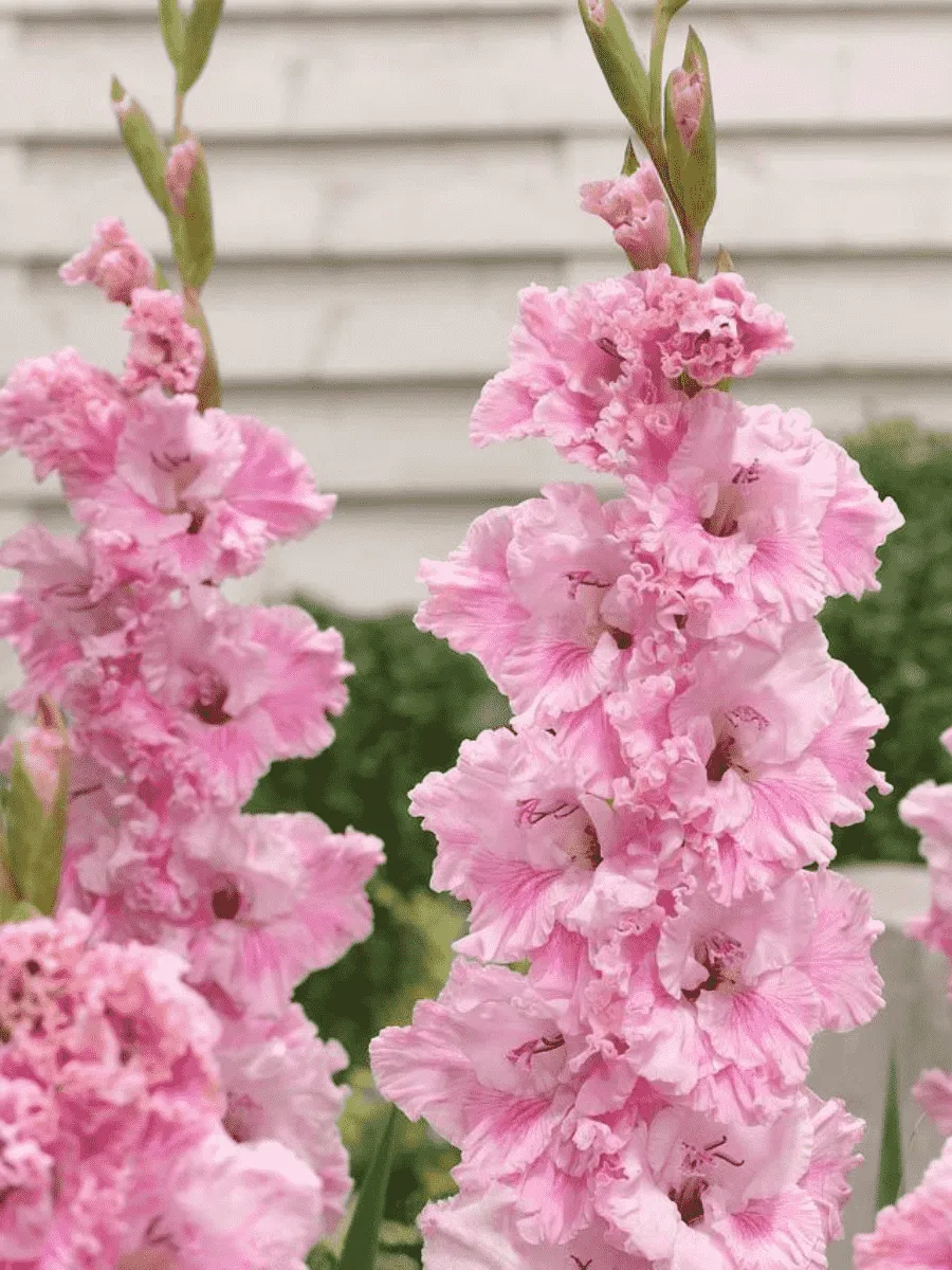 Гладиолус Самара