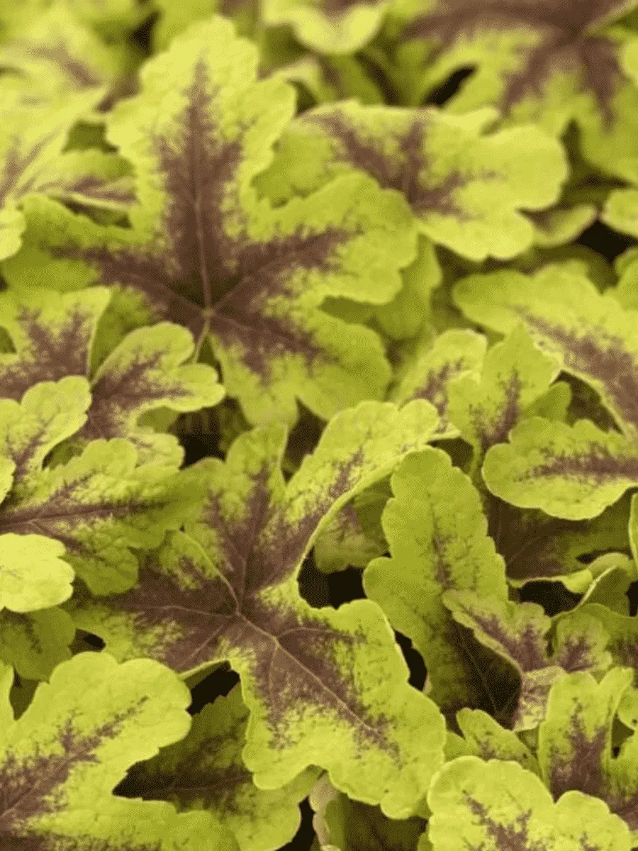 Гейхерелла Keith Haring