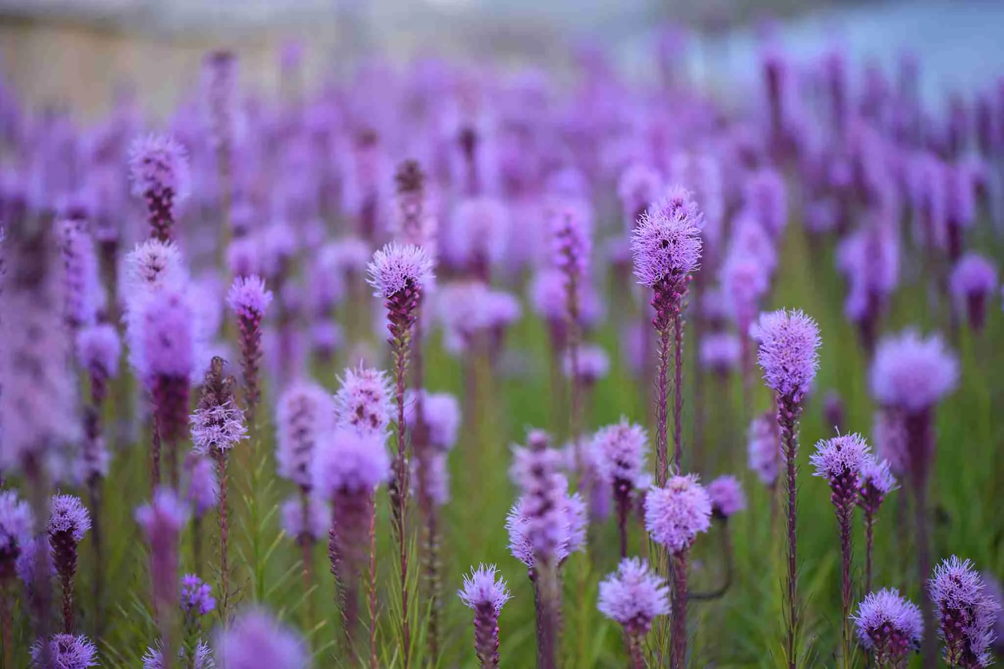 Цветущие саженцы