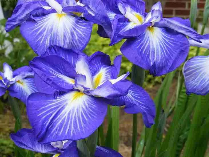 Ирис мечевидный Gusto