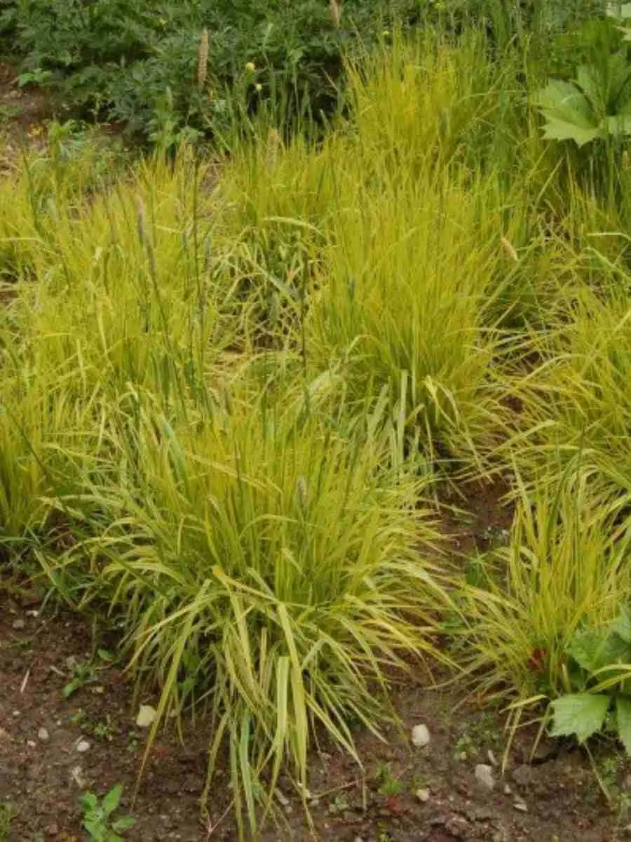 Лисохвост луговой Аureovariegatus