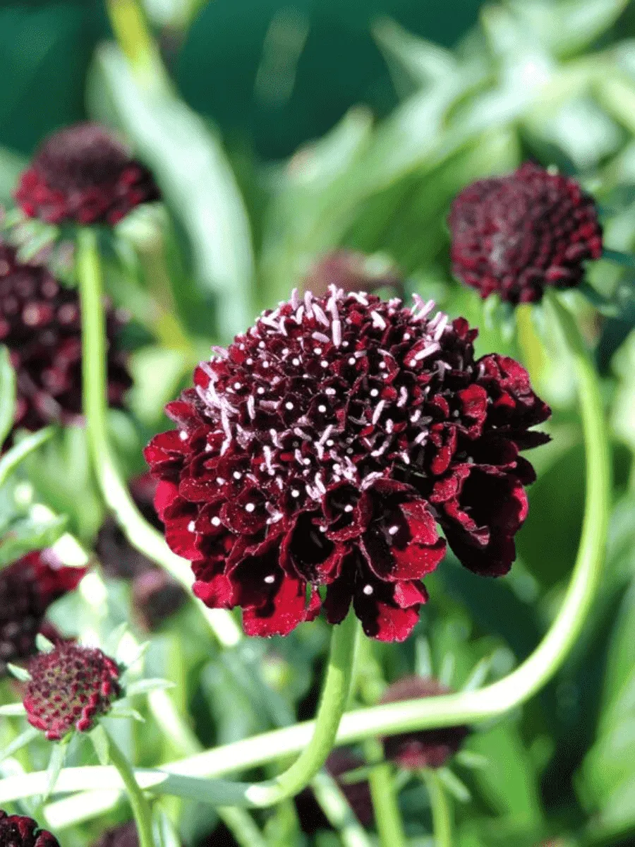 Скабиоза  голубиная Barocca