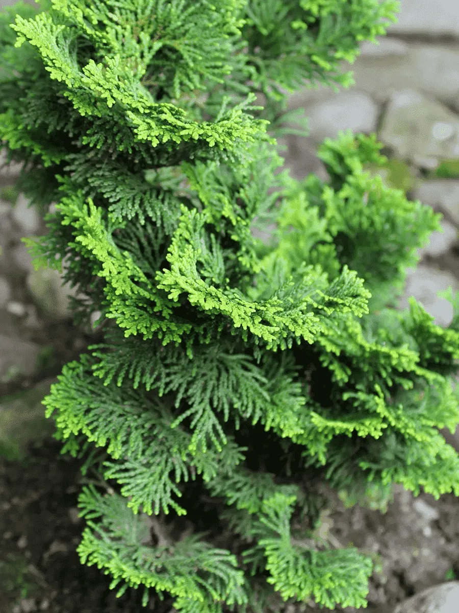 Кипарисовик тупой Brigitte