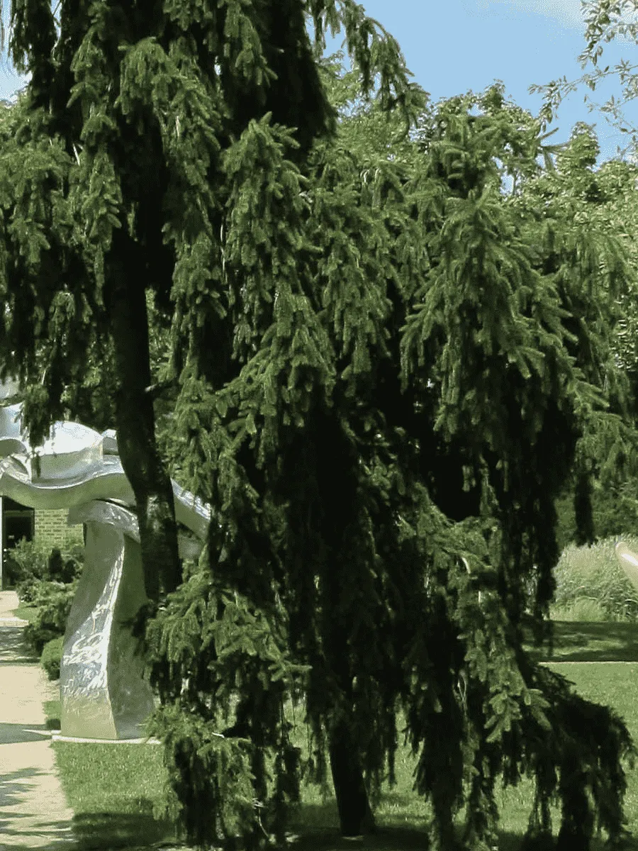 Ель обыкновенная Pendula Major