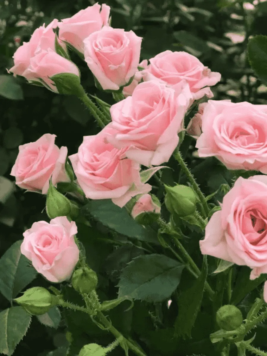 Роза штамбовая Lydia