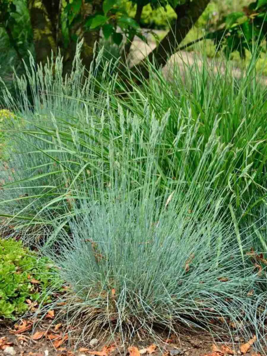 Овсяница аметистовая