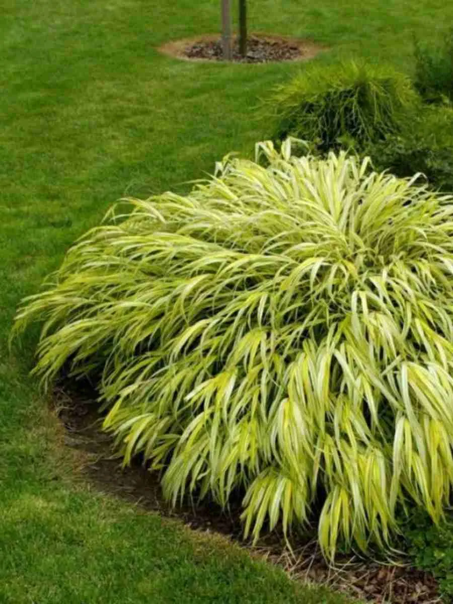 Хаконехлоа большая Aureola