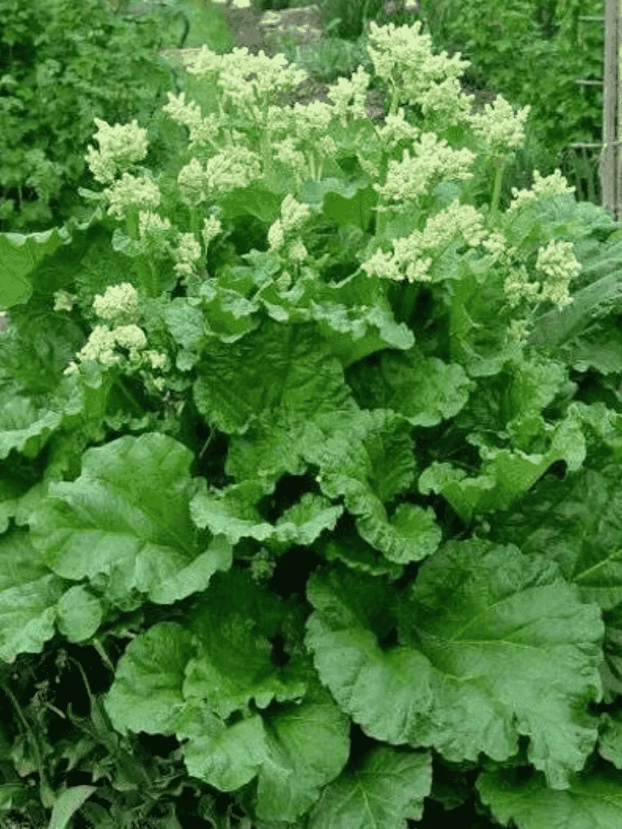 Ревень Valentine