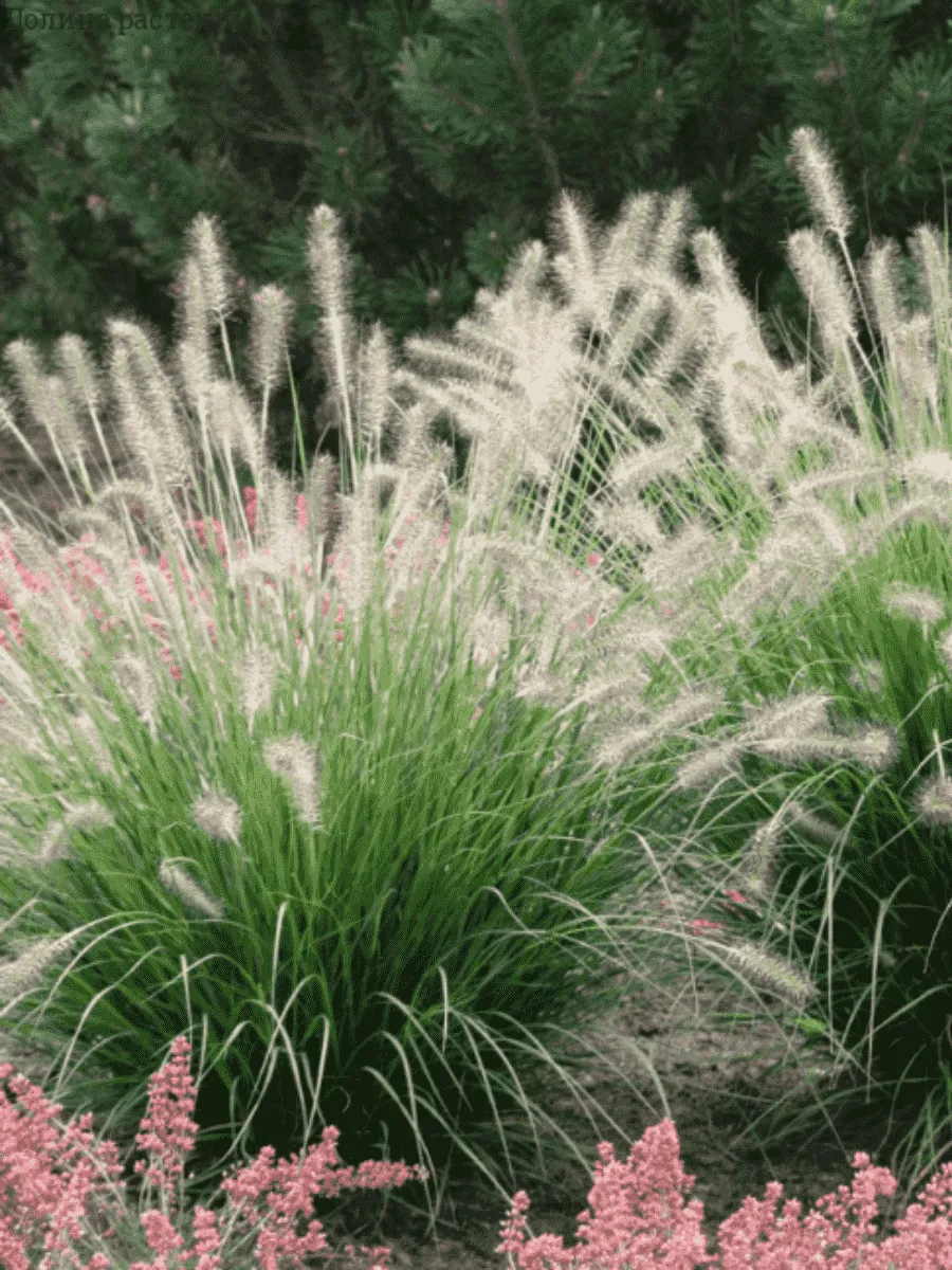 Пеннисетум лисохвостый