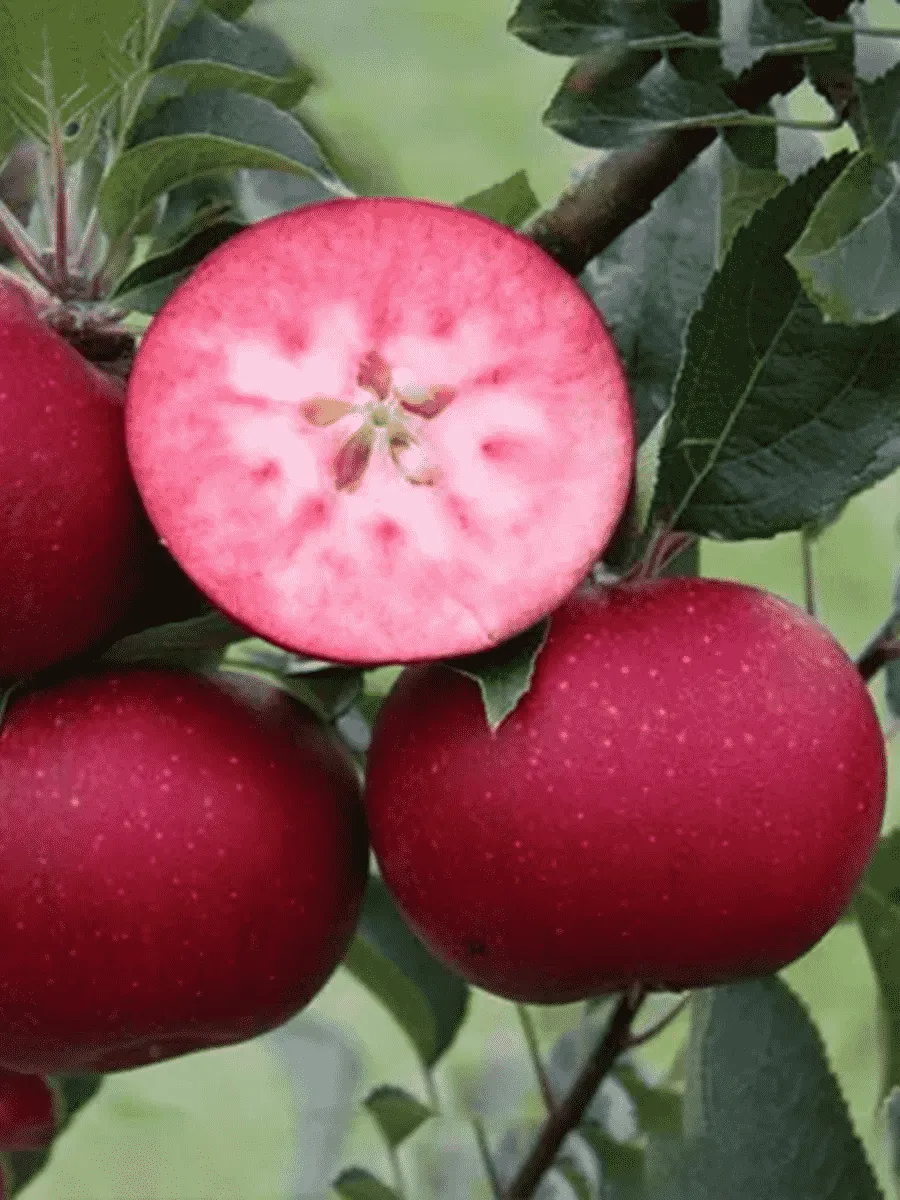 Яблоня Розетта