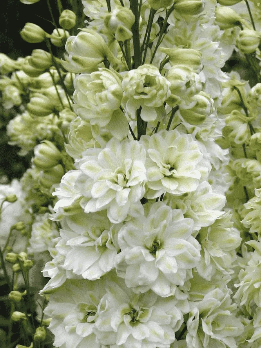 Дельфиниум высокий Green Twist